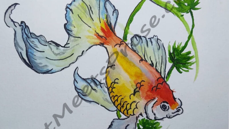 Goldfish