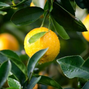 When life gives you lemons..